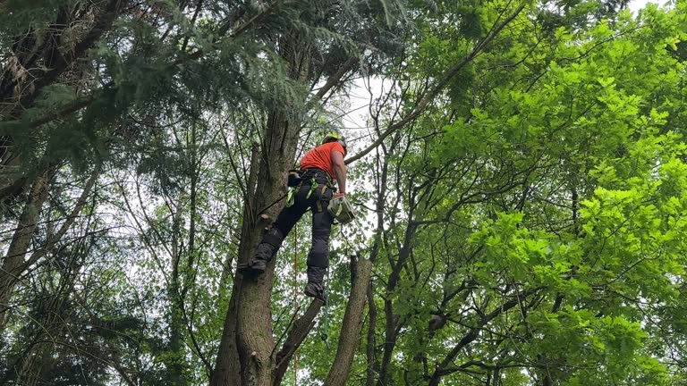 Best Fruit Tree Pruning  in Jupiter, FL